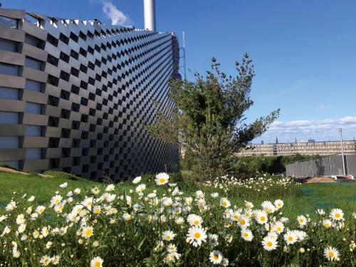 Meadow with marguerite in front of an industrial building